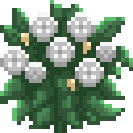 Purity Shrub - Growtopia Wiki