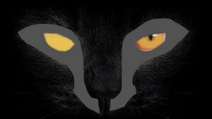 Black-Cat-eyes-1366x768.jpg