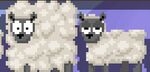 A sheep ready to be harvested and a harvested sheep.