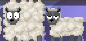 Sheep.jpg